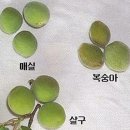 매실로 건강 다지기 이미지