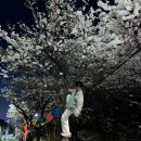 'S대 출신 40세' 최성준, 벚나무 위에 올라가 찰칵…네티즌 "나무 불쌍해" 비판 이미지