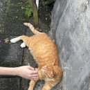 팔만상점 이미지