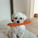 우리덴탈 | 무마진 강아지 소프트 덴탈껌 후기