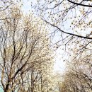 숲 | 김해 흥동 목련숲 다녀온 후기 🌸 3월 개화상황과 포토존