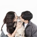 재방문한 스튜디오천천히 분당 반려동물 전문 스튜디오 고양이 가족사진 2년차 후기