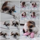 늘사랑양한방동물병원