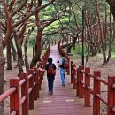 소나무숲 이미지