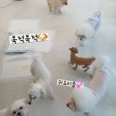 구리애견호텔 호텔링 후기 : 쿨퍼피