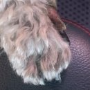 소망애견종합병원 이미지