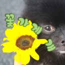 웬만해선 개들을 막을 수 없다 이미지