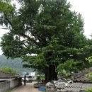 마을 보호수 이미지