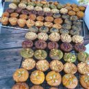 코아루 건강원 이미지