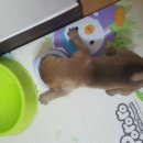 퍼피앤맘 이미지