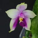 Phalaenopsis bellina 이미지