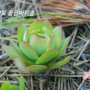 경포 둥근바위솔 이미지