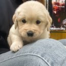 몽냥몽냥 강아지분양 고양이분양 김포점 이미지