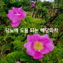 안녕해당화