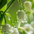 한장미아파트 이미지