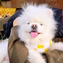 남경전자 | 경기 양주 당일 바베큐캠핑 가족여행하기 좋은 강아지동반가능 남경수목원