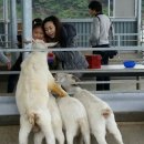 칠곡양떼목장 이미지