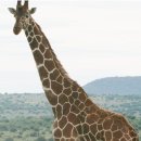 기린게스트하우스 이미지