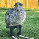 킥 스페셜리스트로 진화한 동물 이미지