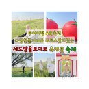 (유)금강대형 | 부여여행 4월 꼭 가야하는 꽃축제 노란유채꽃과 빨간방울토마토 구매도 할수있고 다양한 공연이 있는...