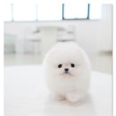 스타일독앤캣 강아지고양이 경기광주점 이미지