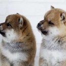 PETFARM 네이버블로그