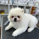 따라 애견학교 이미지