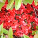 봄을 그리다 이미지