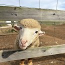 동호목장 이미지