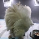 와와동물병원
