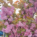 청호나루 이미지