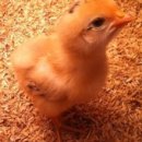 대조농장 이미지