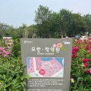 신흥농장 | [경기 가볼만한 곳] 서울 근교 장미•작약 명소, 서울대공원