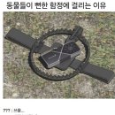 동물이 뻔한 덫에 걸리는 이유 체감짤 이미지