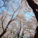 청목초등학교 | 동탄 벚꽃 리베라CC 아이와 산책 후기