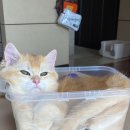 키튼디자인 이미지