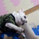 땡크