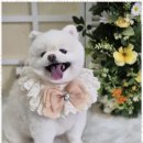 우리동네 펫샵 이미지