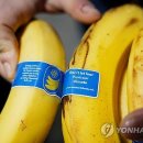 바나나 이미지