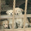 달봉이네 이미지