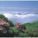 소백산산사과