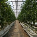 우두농장 이미지