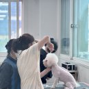 울산애견미용학원