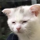 마 쯔 | [내돈내산] 두쫀쿠 넌 내꺼야!!!! (두바이 쫀득 쿠키, 딥스 파티세리, 3층다락빵, 팔레트디저트 비교...