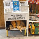 아이랑 인천 송도 가볼만한곳 테이블에이 실내동물원 🦙🐇 비올때 주말 나들이 추천!