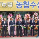 수삼랜드 이미지