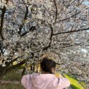 (주)오세요 | 🌸 인천 자유공원 벚꽃 실시간 후기! 서울 벚꽃 놓쳤다면 여기로 오세요 🌸