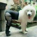 바람난강아지 이미지