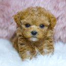 오라켄넬 이미지