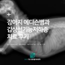 수택동 동물병원 강아지 에디슨병과 갑상선 기능 저하증 치료 후기